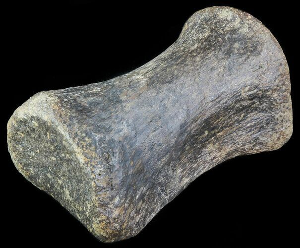 Hadrosaur Toe Bone - Alberta (Disposition #-) #71673